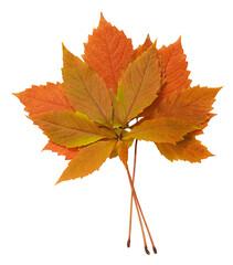 autumn bouquet