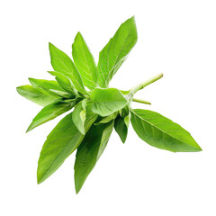 Obraz premium and keyword list based on the image.. Green Plant Sprout Growing in Dark Field.