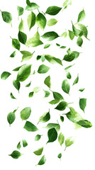 Naklejka premium Assortment of green leaves falling on white background isolated on a transparent background