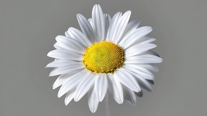 Close-up shot of a white flower on a gray background