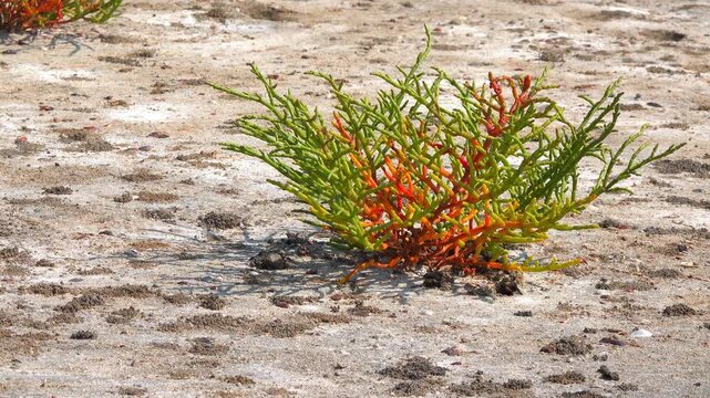 Kuialnyk Estuary, common glasswort Salicornia europaea, succulent plant grows on salty mud on the shore of a reservoir, Odessa region