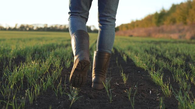 Walking through sprouting crop row field person in jean and boot walks along soil between green shoot and row leaving bootprint on dark earth sunlight on grass rural path through young crop firm step