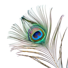 Obraz premium Detailed closeup of a vibrant peacock feather with stunning iridescent colors and intricate patterns, macro photography in ultra high resolution 8K, exotic natural beauty