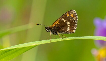 Fototapeta premium Close-up of a butterfly on a blade of grass.