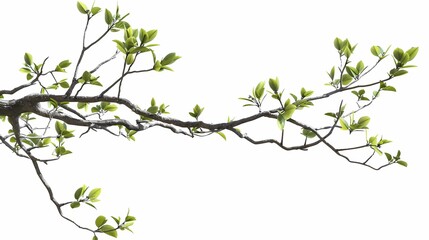 A branch of a tree with some leaves on the branch, white background, Generative AI Videos.