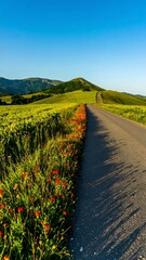 Country road through a field of wildflowers