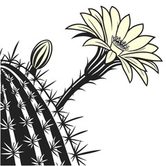 black and white cactus echinopsis yellow flower