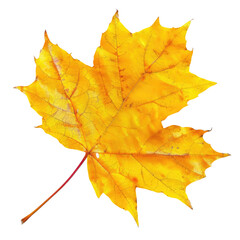 Obraz premium Fallen Maple Leaf Shimmers in Warm Autumn Sunlight, Isolated Against Black