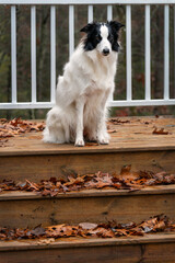 Border Collie Dog waiting for its owner on the step