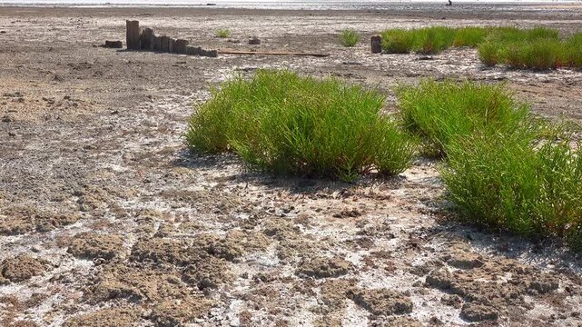 Kuialnyk Estuary, common glasswort Salicornia europaea, succulent plant grows on salty mud on the shore of a reservoir, Odessa region