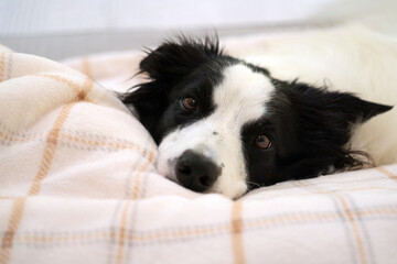 Border Collie laying on the couch 