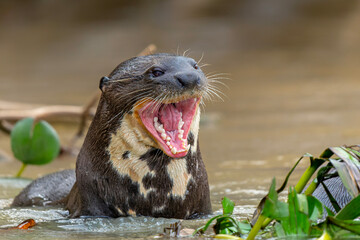 Giant River Otter, Pteronura brasiliensis, hunting and eating fish, Matto Grosso, Pantanal, Brazil,...