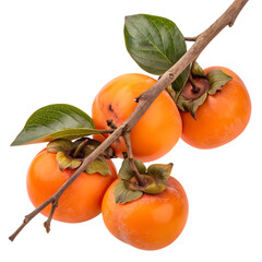 Four ripe persimmons on a branch with green leaves, isolated on transparent background