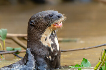 Giant River Otter, Pteronura brasiliensis, hunting and eating fish, Matto Grosso, Pantanal, Brazil,...