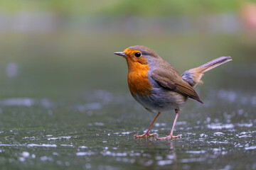 Fototapete bei efototapeten.de bestellen   