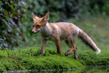 Fototapete bei efototapeten.de bestellen   