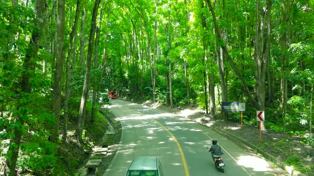 Vehicles on a curving road in the dense Bilar Man-Made Forest canopy. Green trees form a tunnel structure, Bilar, Bohol, Philippines.