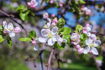 White blossom in the spring garden.
