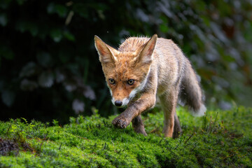 Fototapete bei efototapeten.de bestellen   