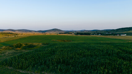 Cornfield stretching across the Glasinac plateau with hills rolling in the background