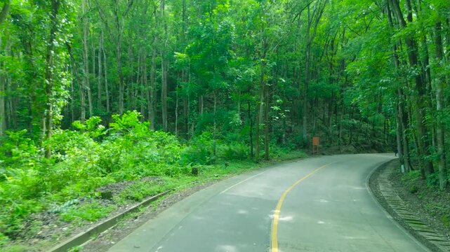 A winding paved road with a yellow line cuts through a green man-made forest, Bilar Man-Made Forest, Bohol.