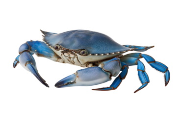 Blue Crab With Detailed Shell crustacean isolated on a transparent background