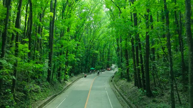 A paved road with people and vehicles is lined by dense mahogany trees creating a green canopy, in the Bilar Man-Made Forest, Bohol, Philippines.