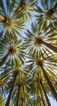 Palm Canopy Gaze: Tropical Skyward View