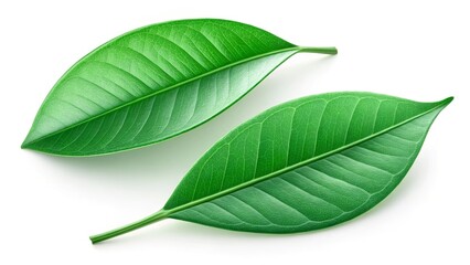 Obraz premium Two fresh green leaves isolated on white background representing nature and growth