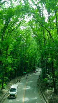 Elevated view of a winding road through the green canopy of the Bilar Man-Made Forest, with men, women, and vehicles, Bohol, Philippines.