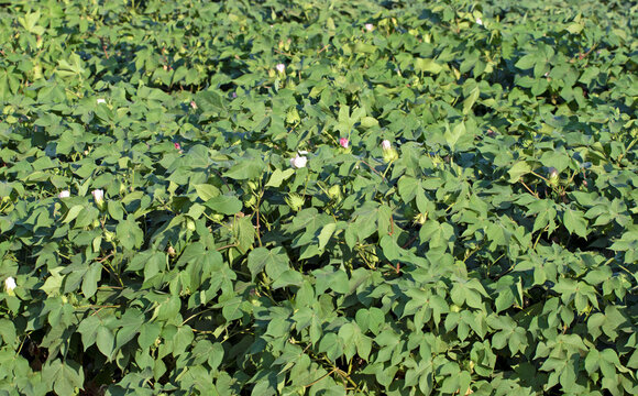 A cotton field in early blooming stage in august