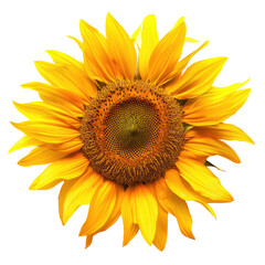 Fototapeta premium Sunflower Blossoms Single Flower Close-up, Radiating Beauty in Summer Garden.