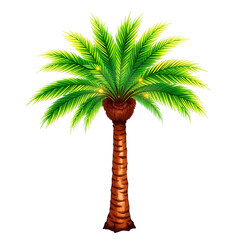 Photo of palm tree with a thick trunk isolated on transparent background