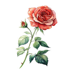 Watercolor painting of a red rose with a bud on a Trensprent  Background png