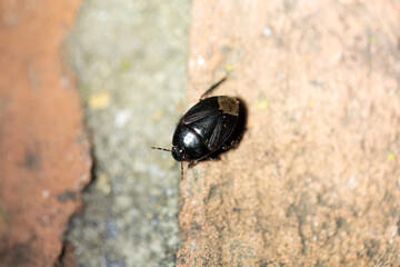 Forget-me-not Bug, Sehirus luctuosus, on a wall