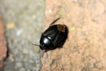 Forget-me-not Bug, Sehirus luctuosus, on a wall