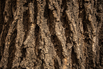 textura , corteza de arbol ,rugosidad , madera , viejo , 
