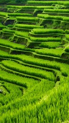 Lush green rice paddies in terraced landscape.