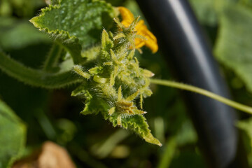 Macro photography of a cucumber ovary. Close-up of a cucumber ovary with a bright yellow flower. Details of the structure of the fruit and the fluffy stem in the natural environment.
