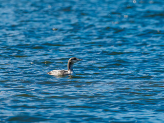 Juvenile Black-throated Loon (Gavia arctica) swimming in blue water, Yttre Bodane Nature Reserve,...