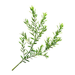 Twig Rests on Plain Background - Isolated Single Branch Close-Up.