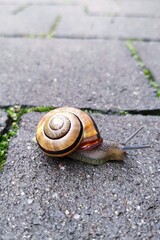 A close-up view of a small brown snail with a spiral shell crawling across a damp stone pavement, with green moss growing between the cracks in the bricks. Captured in natural light outdoors.