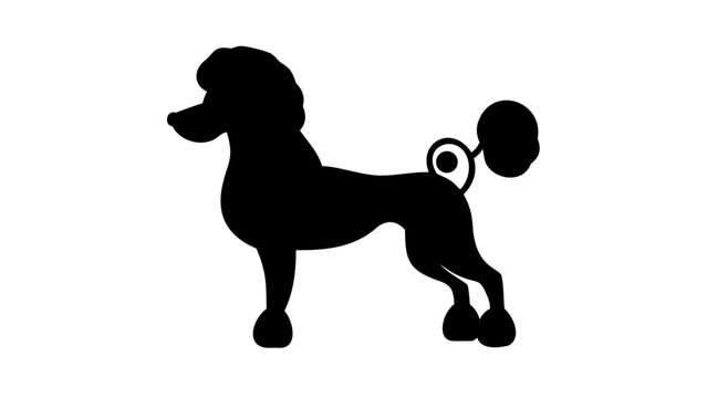 Silhouette of a poodle standing with a distinctive haircut and tail on a white background design element