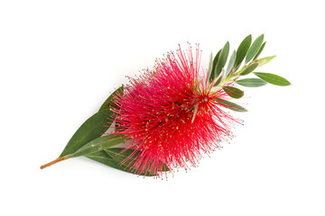 Callistemon citrinus flower isolated on white background