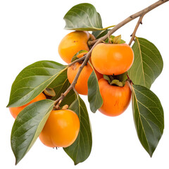 Fresh persimmons on a branch with green leaves, isolated on transparent background