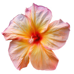 Fototapeta premium and keyword list based on the image you provided.. Single Flower Blooms, Displaying Petals' Radiance in Full, Isolated View
