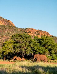 Elephants in African savanna