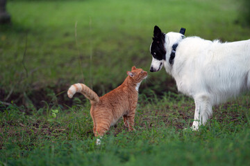 Orange Cat and Border Collie dog being friends