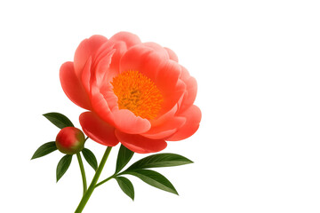 Beautiful blooming coral peony flower with bud and green leaves on a transparent background