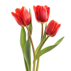 and keyword list based on the image, following your format.. Red Tulips Blooming Flowers, stems against plain background.